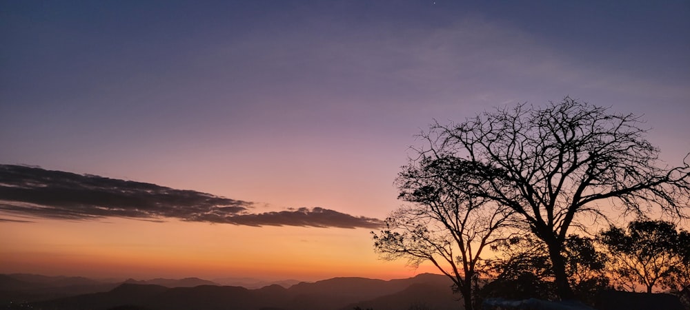 La silueta de un árbol se recorta contra el cielo de una puesta de sol