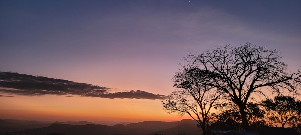 Die Silhouette eines Baumes hebt sich von einem Sonnenuntergangshimmel ab