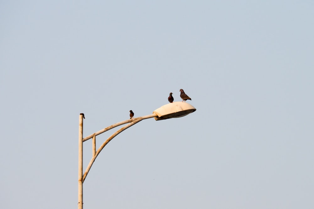 um grupo de pássaros sentados em cima de uma luz de rua