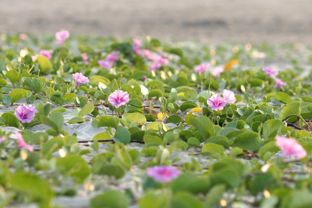 un campo de plantas acuáticas con flores rosadas