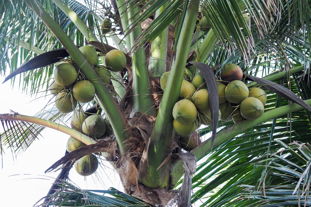 a bunch of coconuts growing on a palm tree