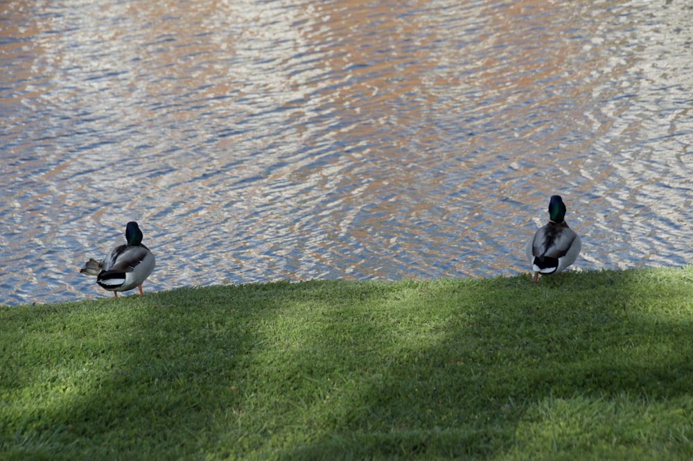 a couple of ducks sitting on top of a lush green field