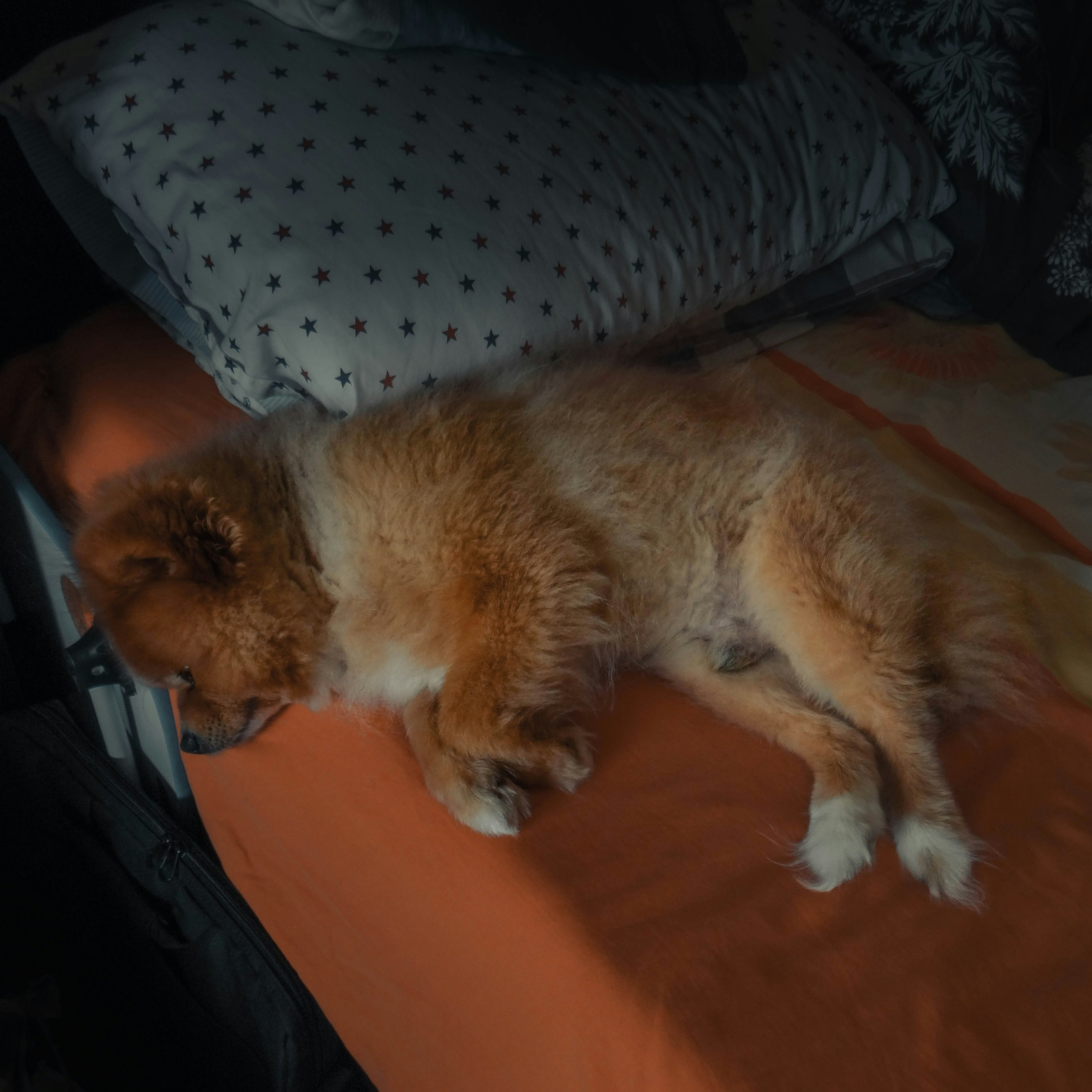 A cozy puppy sleeping peacefully on a premium soft bed