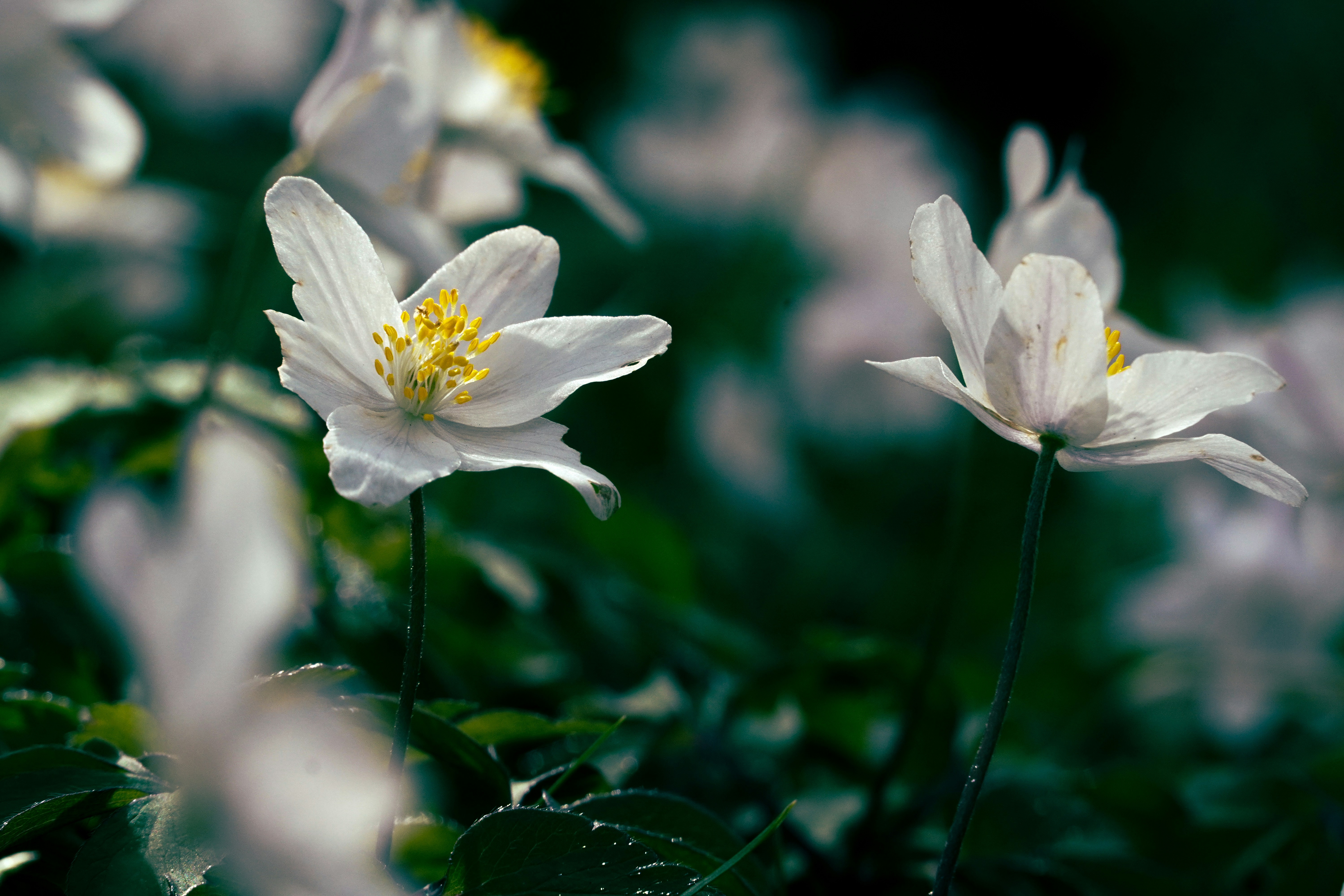 Photo by theodor_jacob