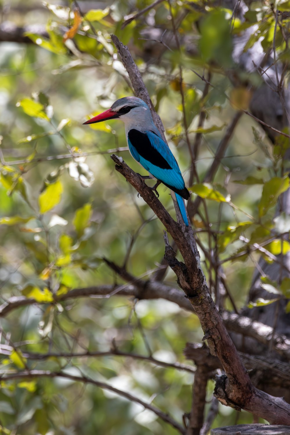 a colorful bird perched on a tree branch