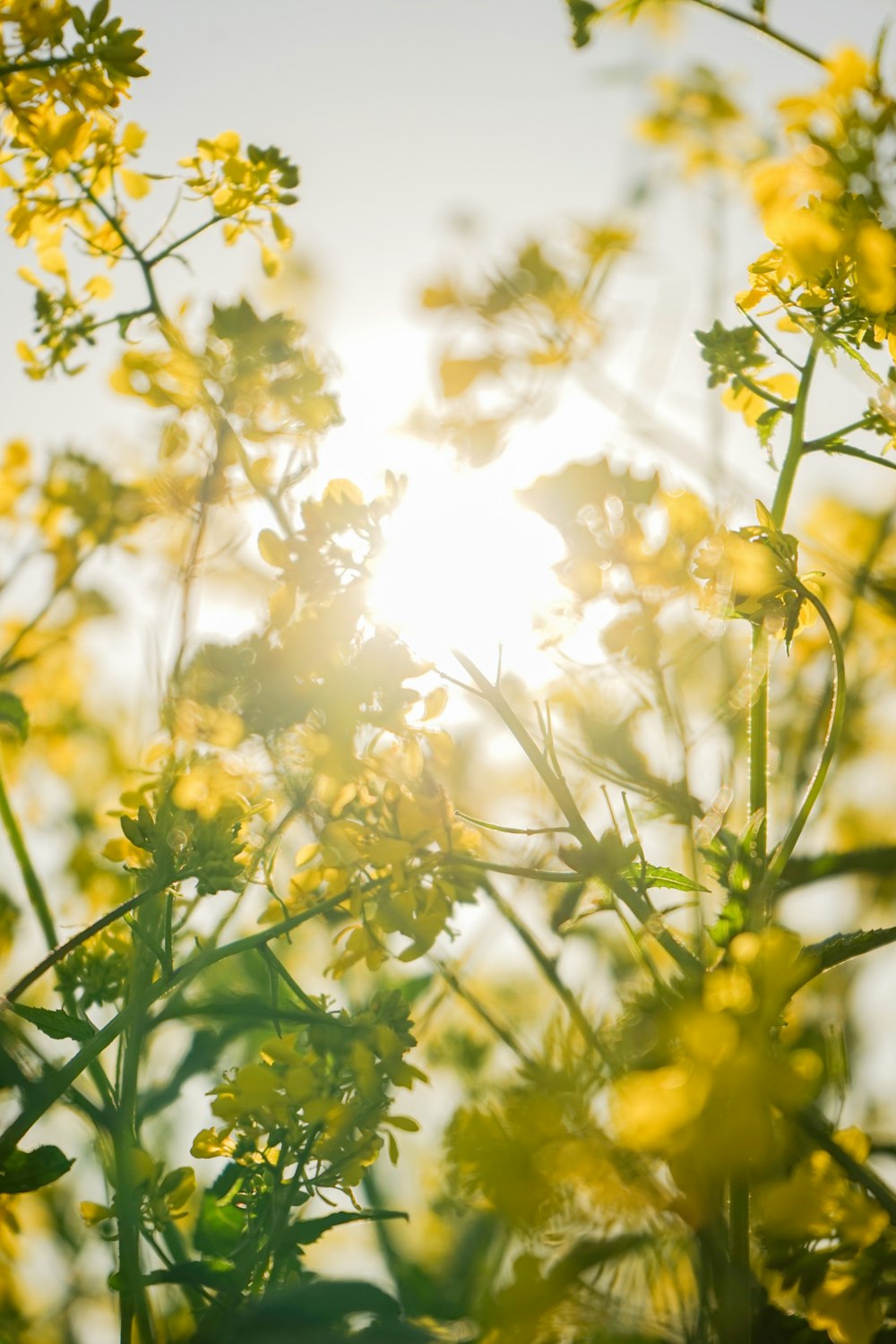 the sun shines through the leaves of a plant