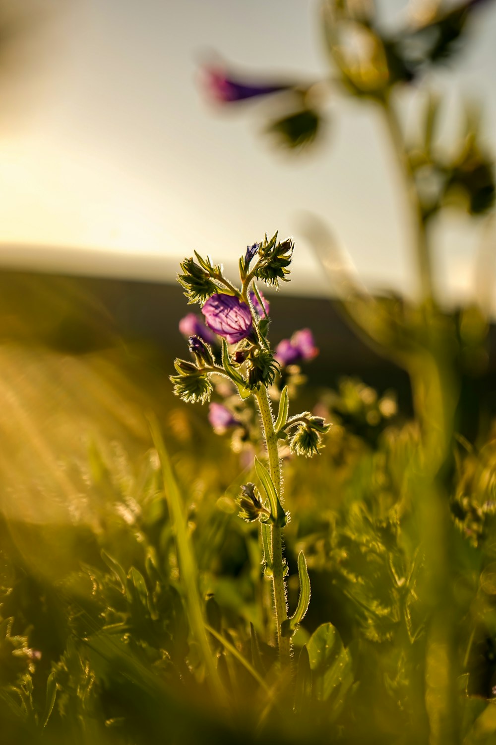 a close up of a flower in a field