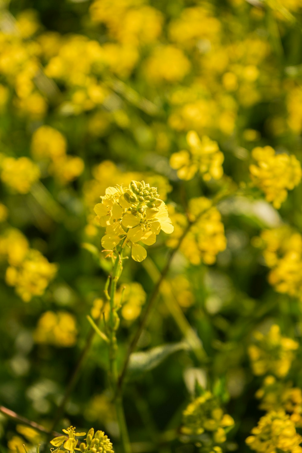 a field full of yellow flowers with green leaves