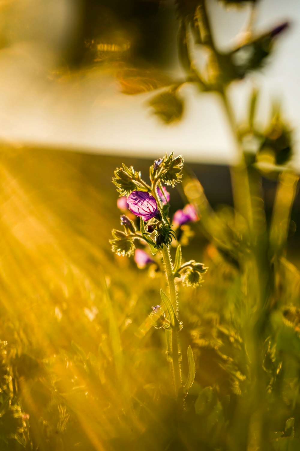 a close up of a flower in a field