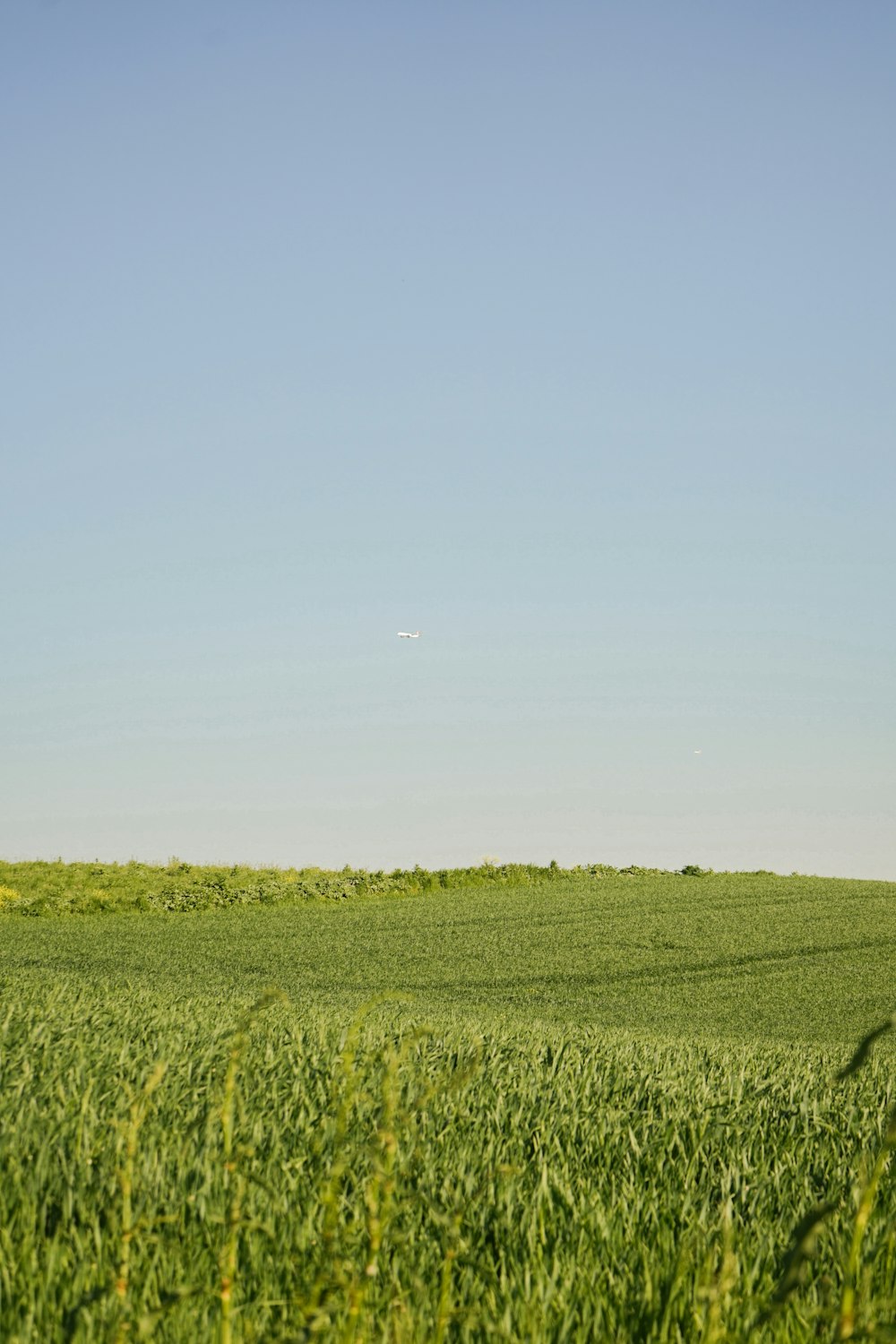 a large field of green grass under a blue sky