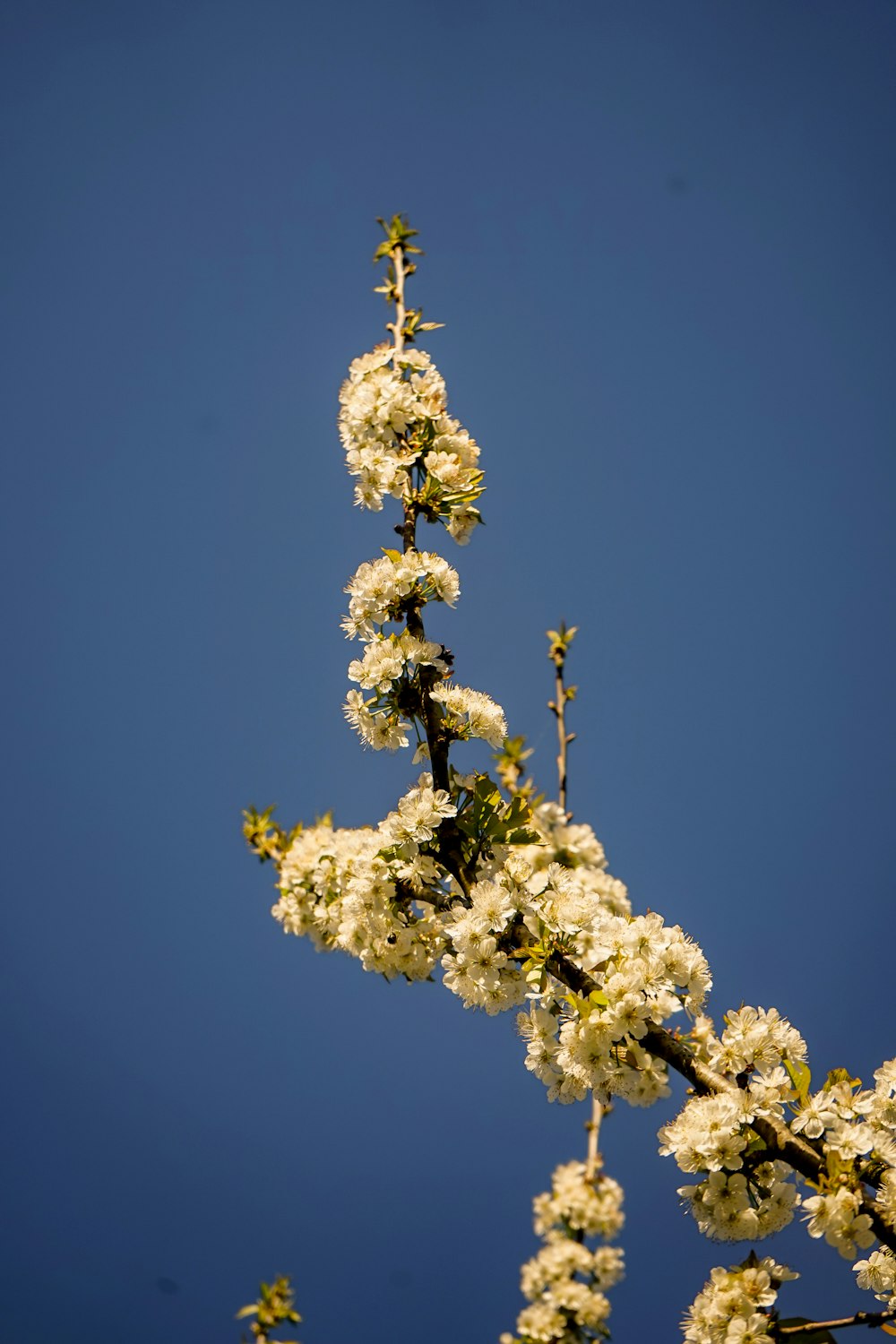 a white flowered tree branch against a blue sky