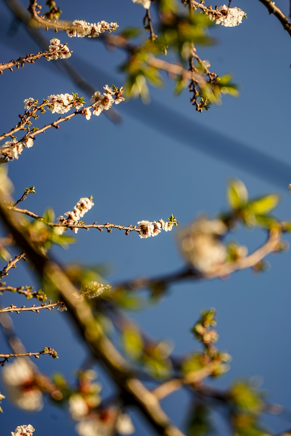 a bird sitting on a branch of a tree