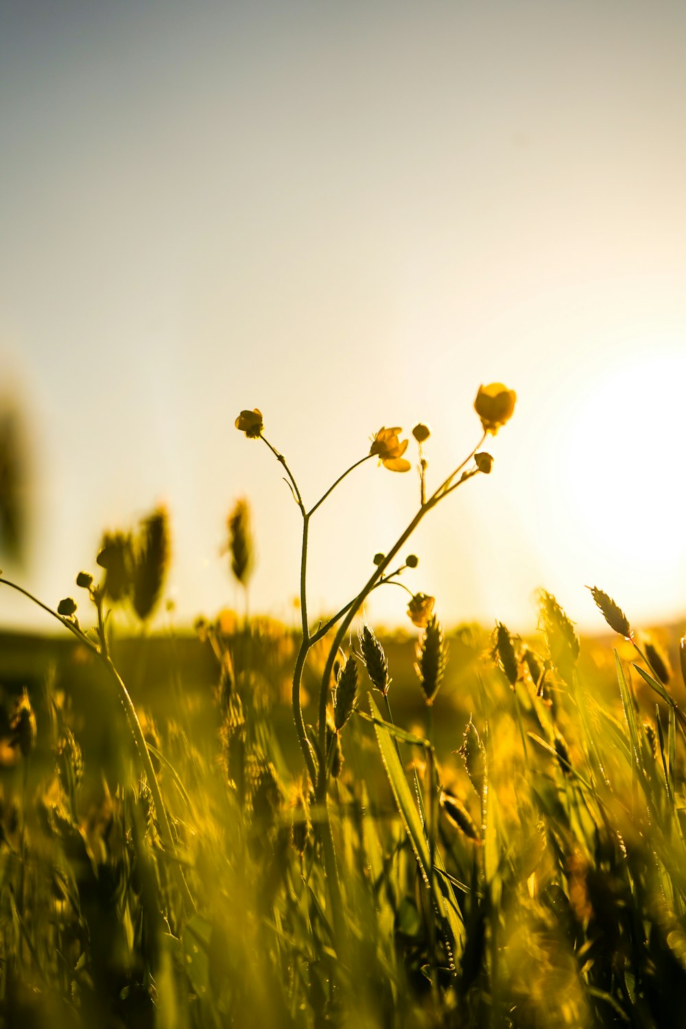 a field of grass with the sun in the background