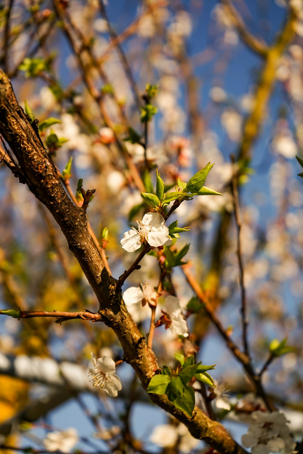 a close up of a tree with white flowers