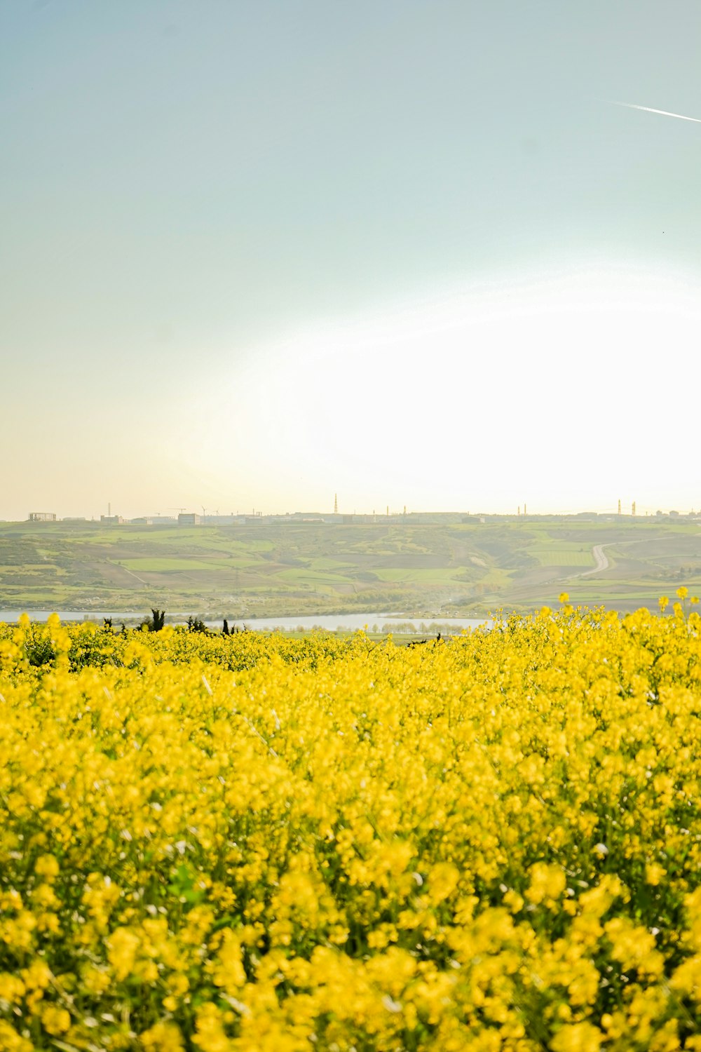 a large field of yellow flowers with the sun in the background