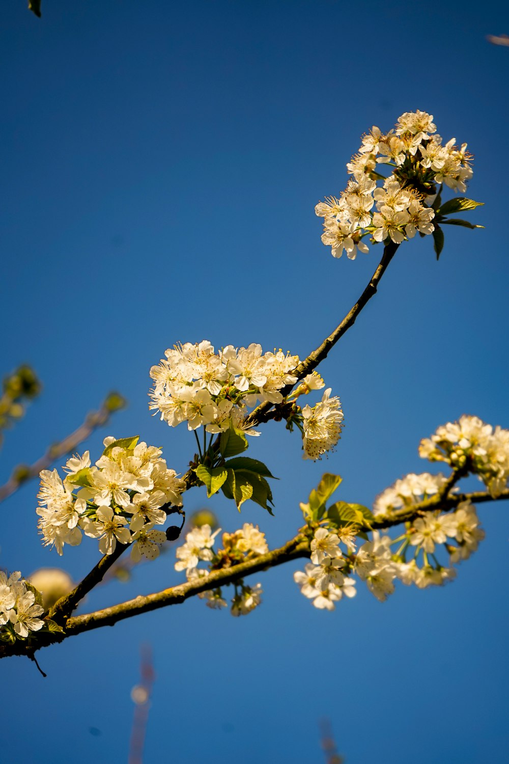 a tree branch with white flowers against a blue sky