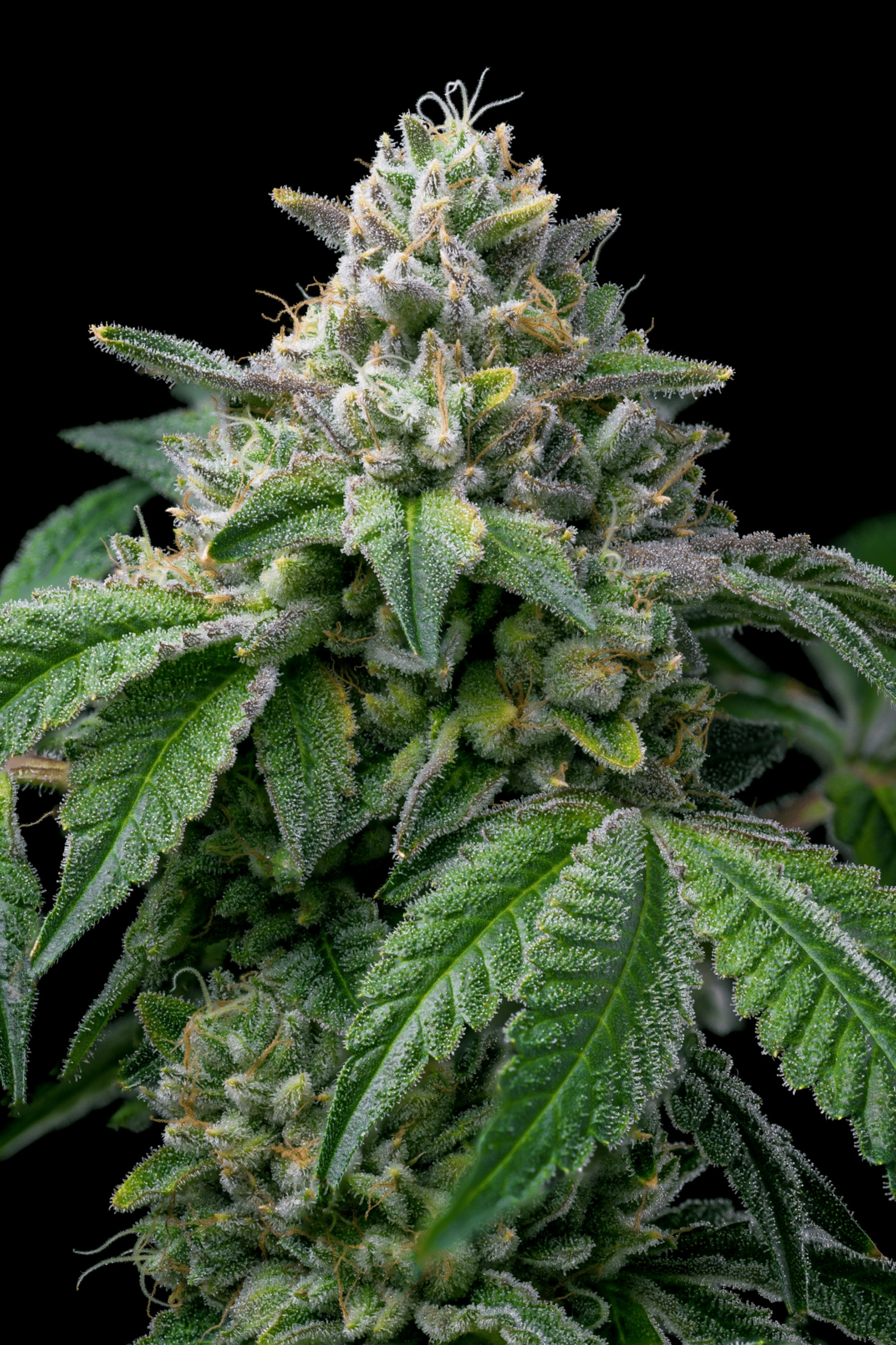 Imágenes de Fondo De Marihuana | Descarga imágenes gratuitas en Unsplash, image size:3000x4500