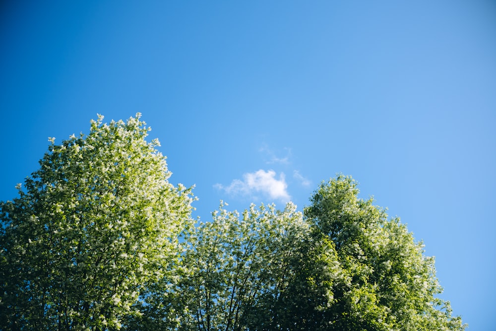 a group of trees with a blue sky in the background