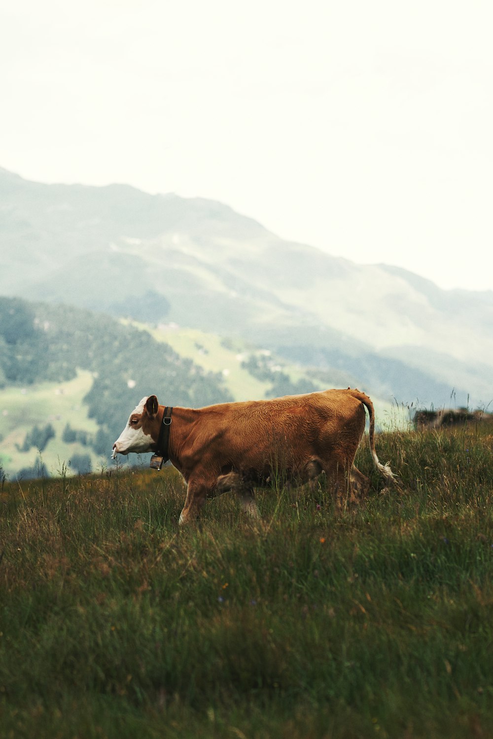 a brown cow walking across a lush green field