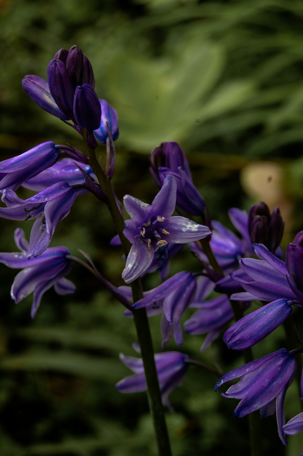 a close up of purple flowers with green leaves in the background