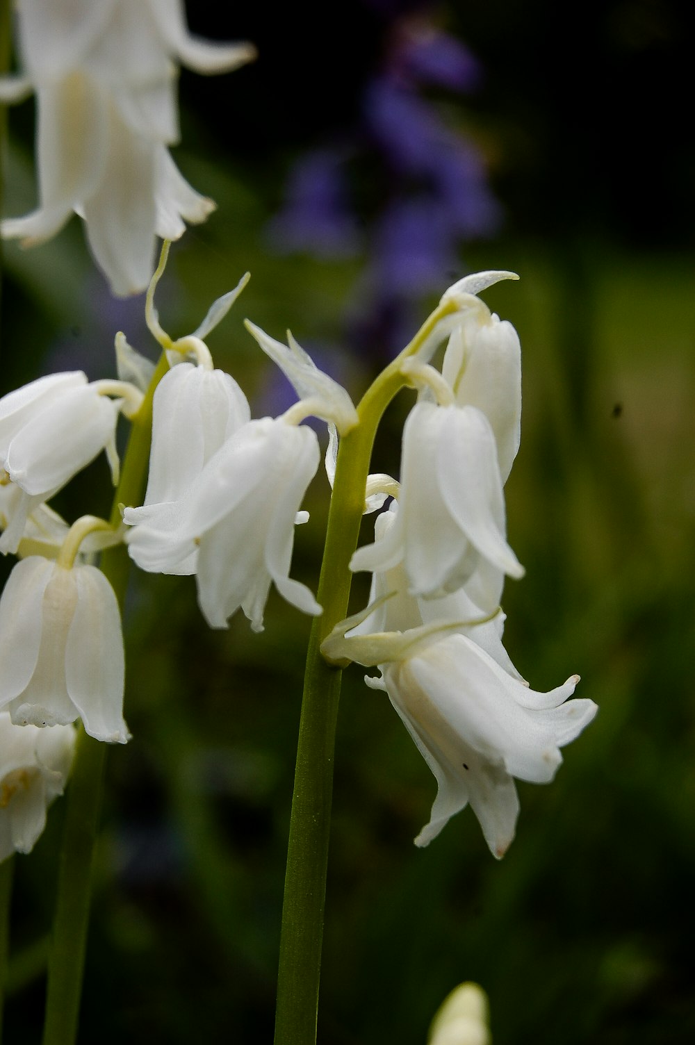 a group of white flowers with green stems