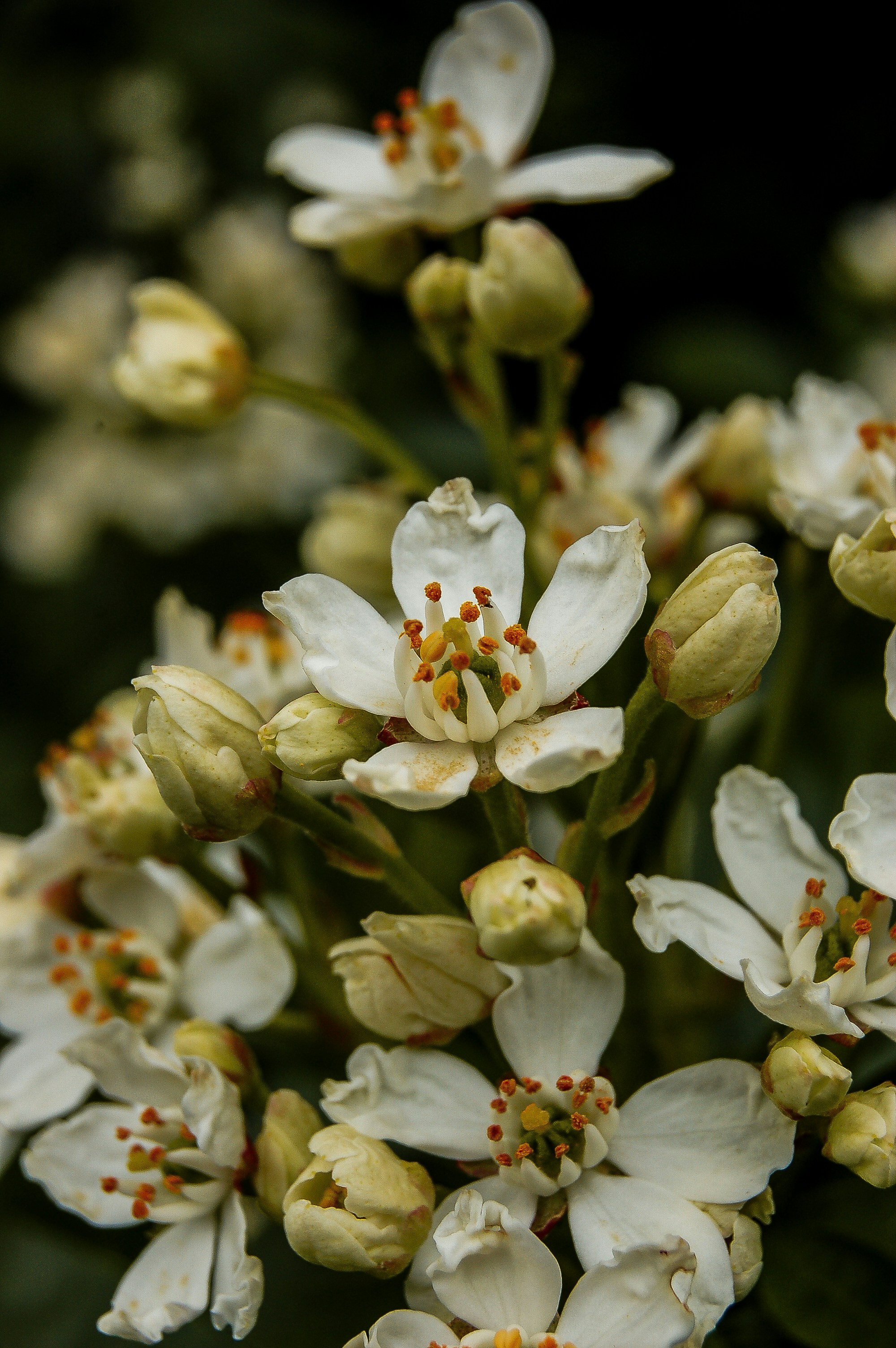 Nahaufnahme eines weißen Blumenstraußes
