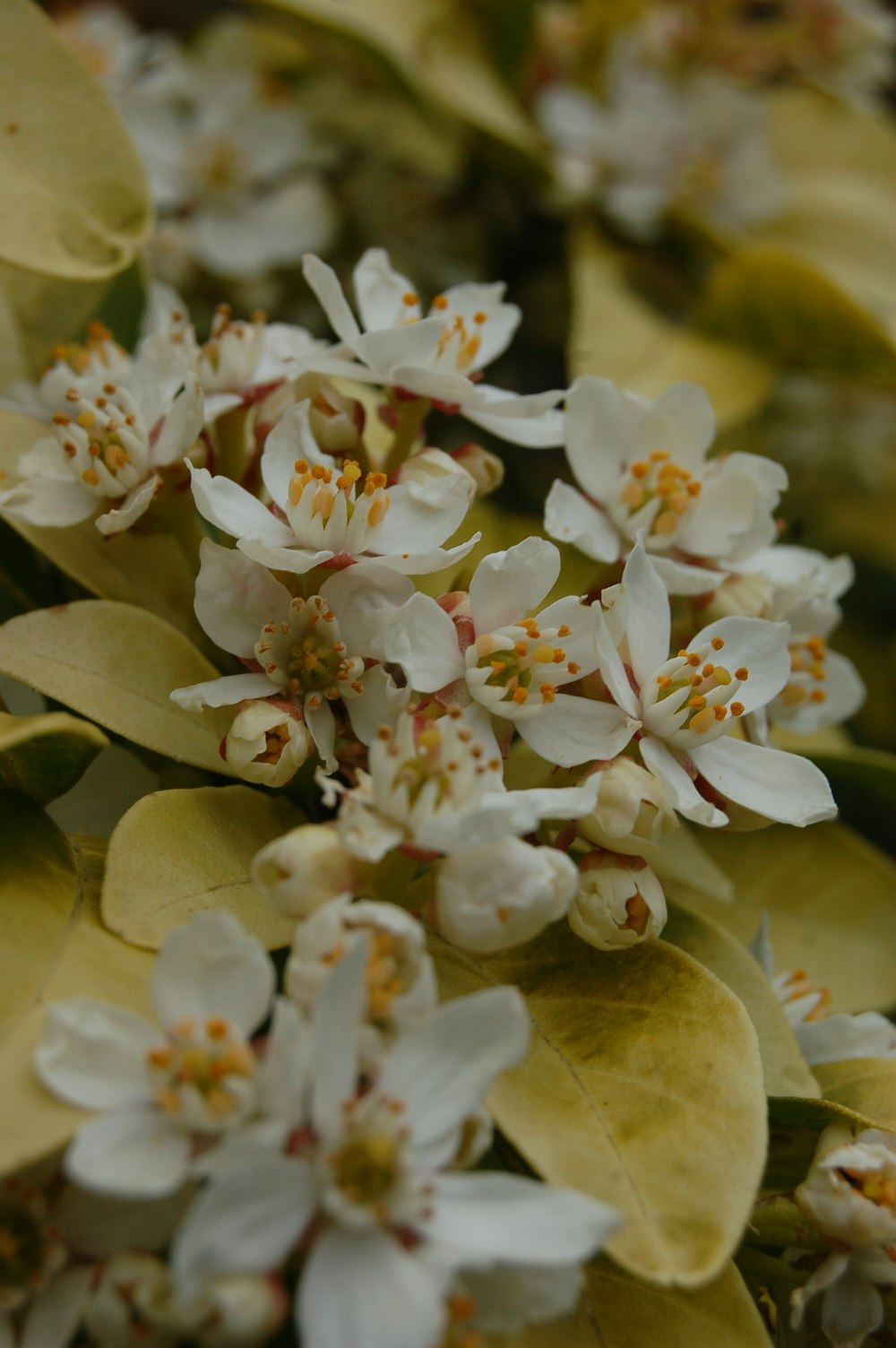 a close up of a bunch of white flowers