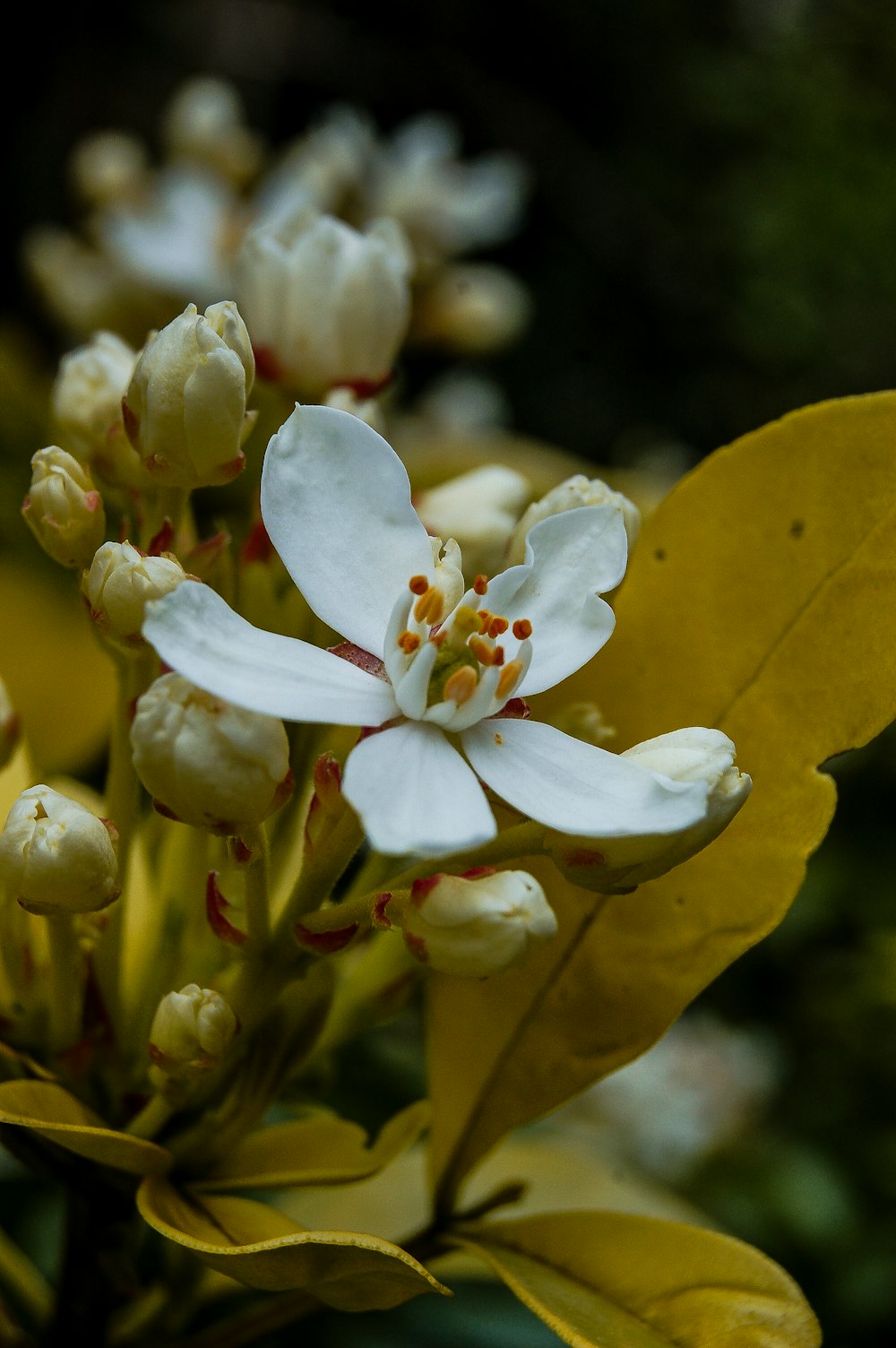 a close up of a white flower with yellow leaves