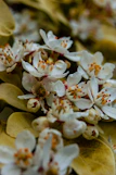 a close up of a bunch of white flowers