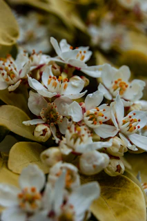 a close up of a bunch of white flowers