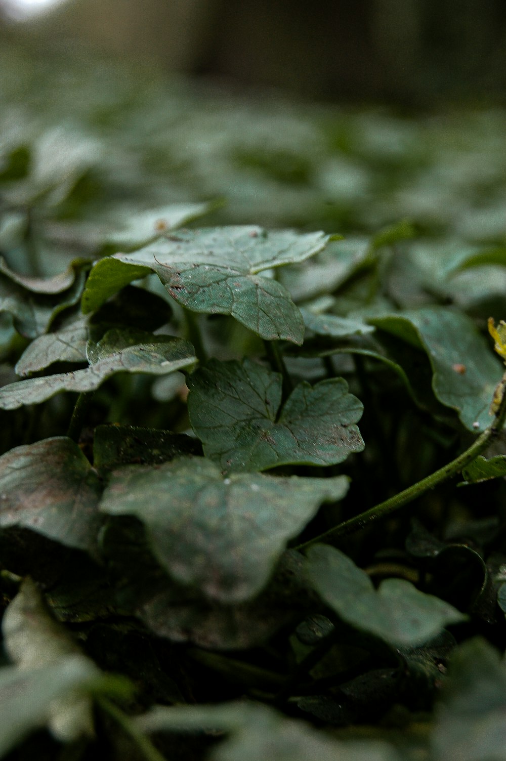 a close up of a bunch of leaves