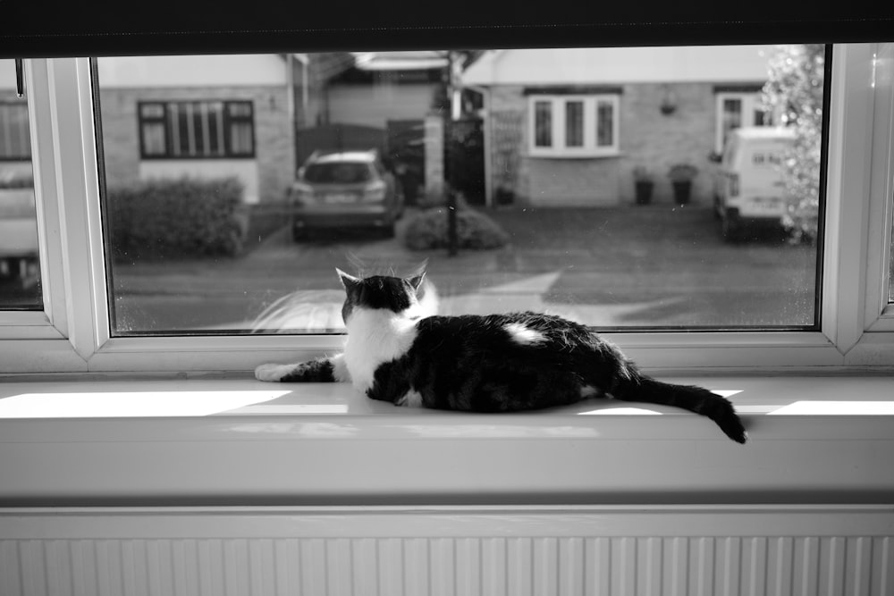 a black and white cat sitting on a window sill