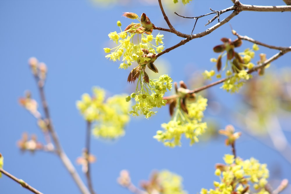 a close up of a tree with yellow flowers