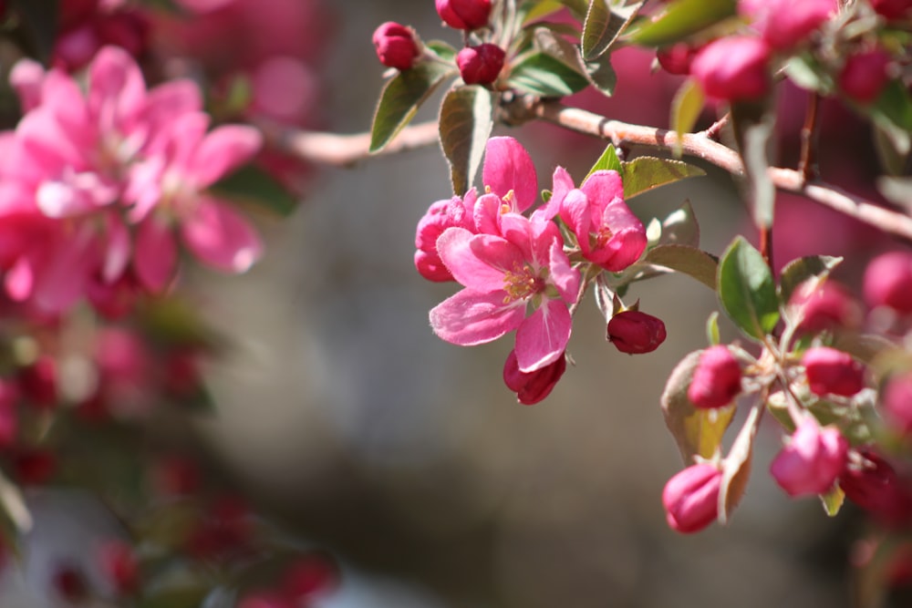 pink flowers are blooming on a tree branch