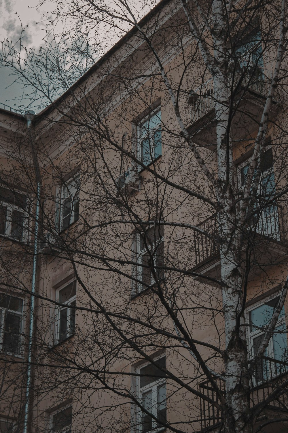 a tree with no leaves in front of a building