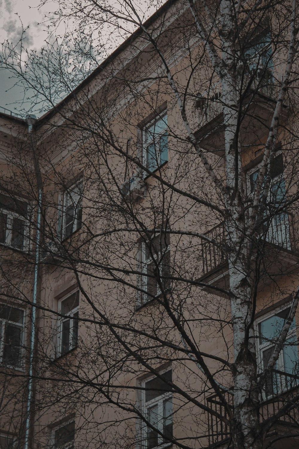 un arbre sans feuilles devant un bâtiment