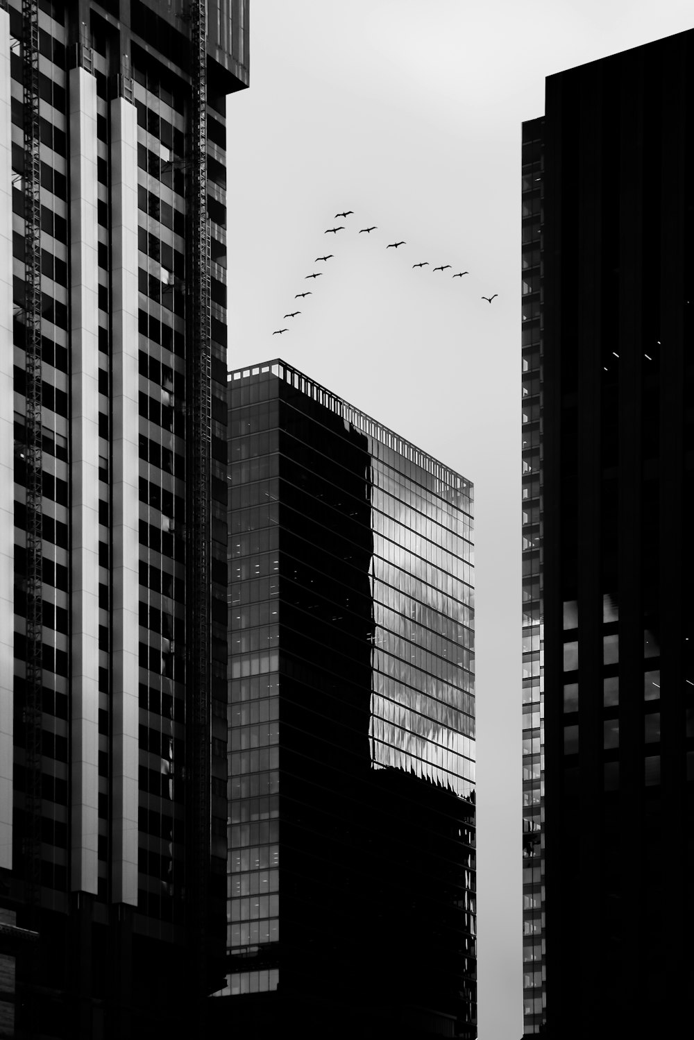 a flock of birds flying over a city