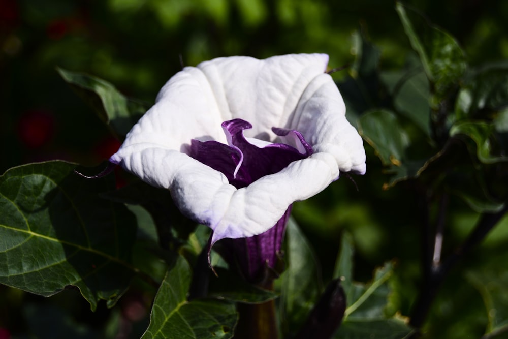 a white and purple flower with green leaves