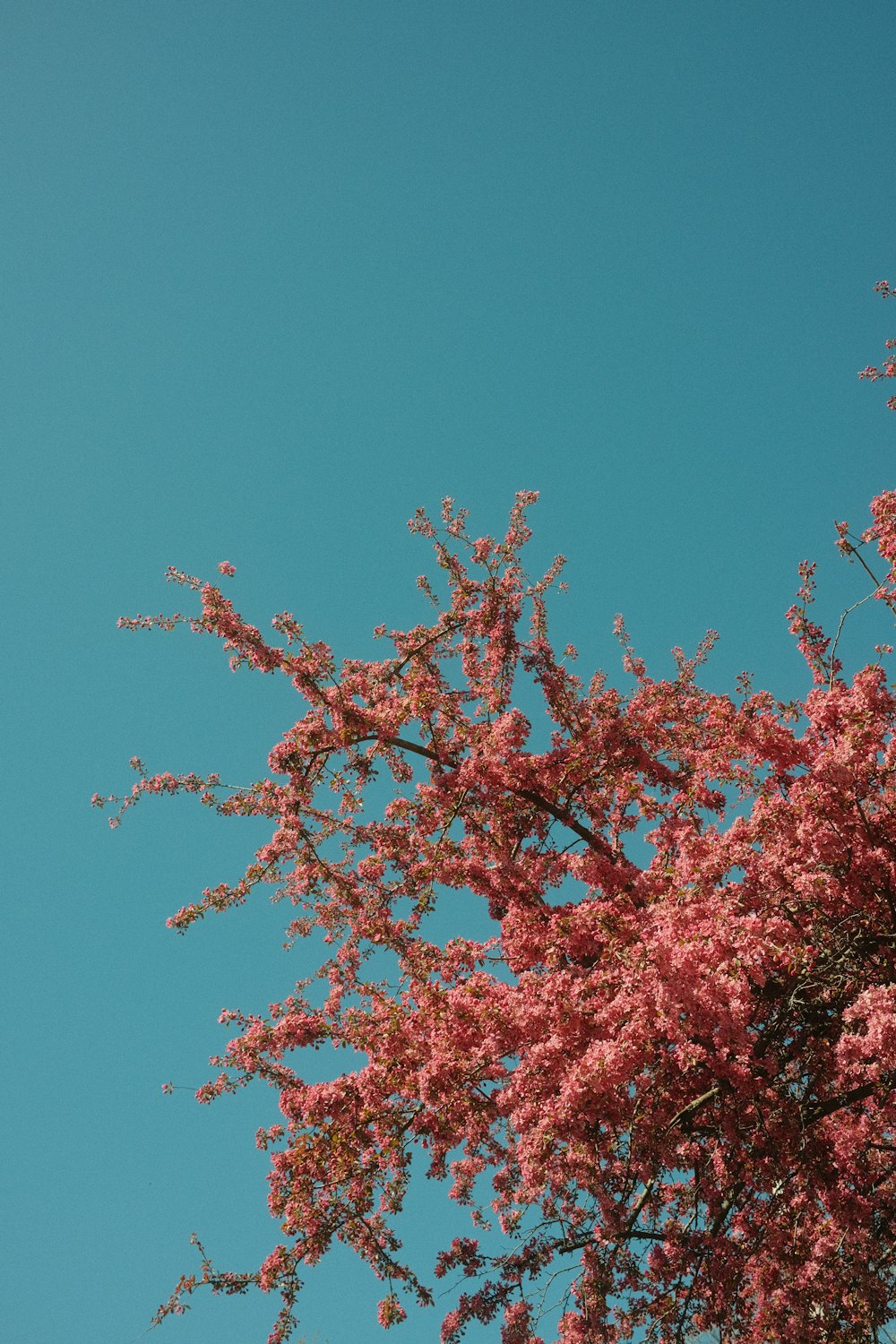 a tree with pink flowers in the foreground and a blue sky in the background