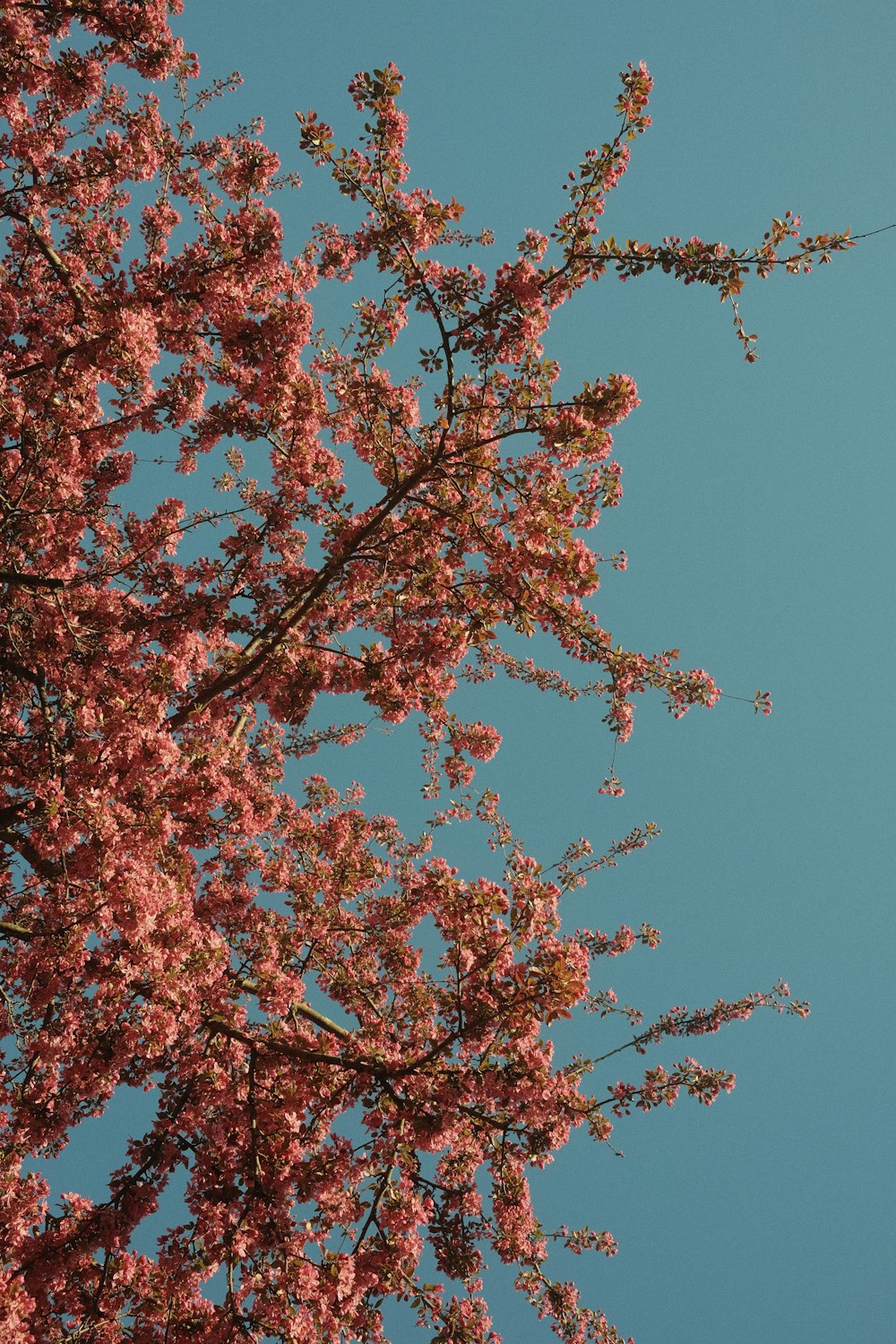 a tree with pink flowers and a blue sky in the background