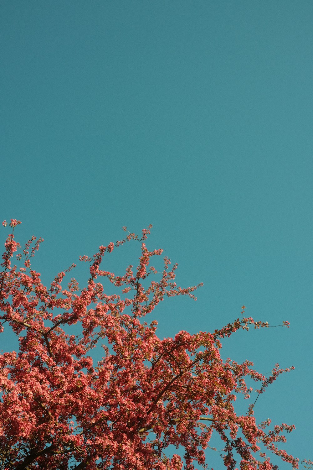 a plane flying over a tree in the sky