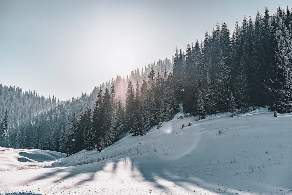 the sun shines brightly on a snowy landscape