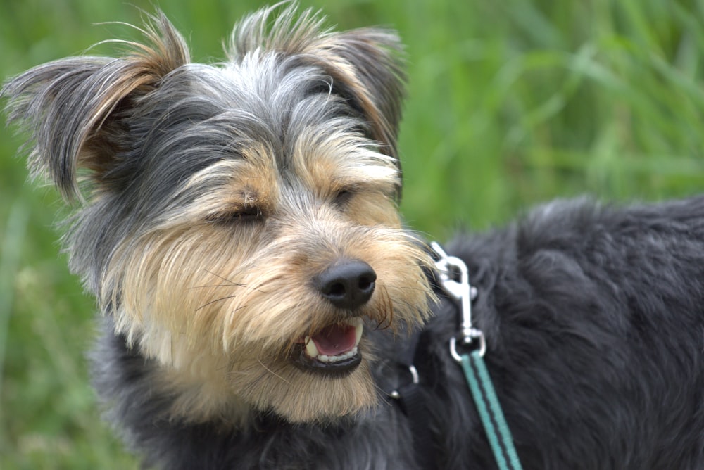 a black and brown dog with a green leash