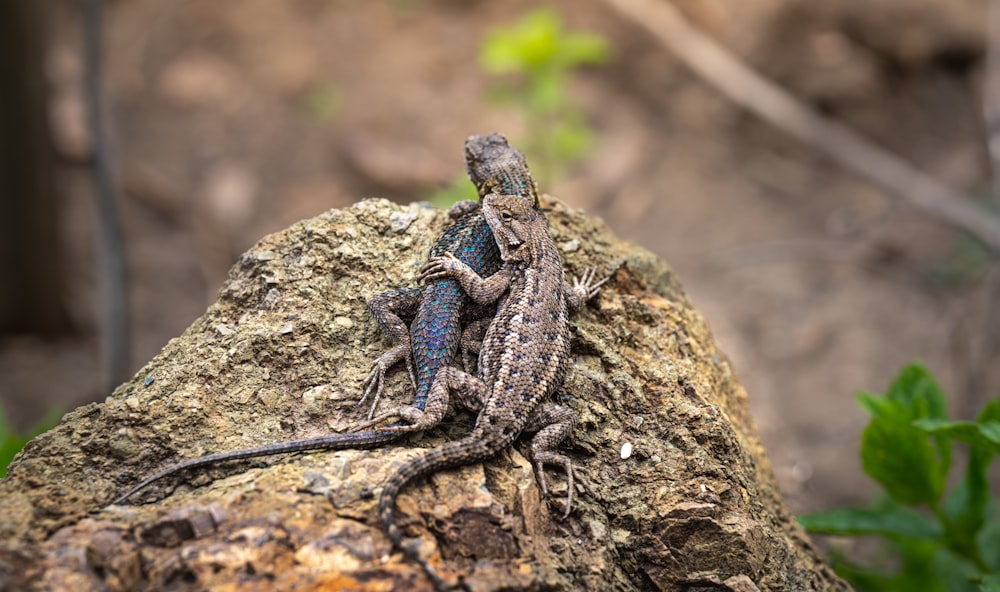 a lizard sitting on top of a rock