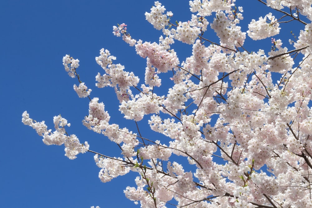 un árbol con flores blancas y un cielo azul en el fondo