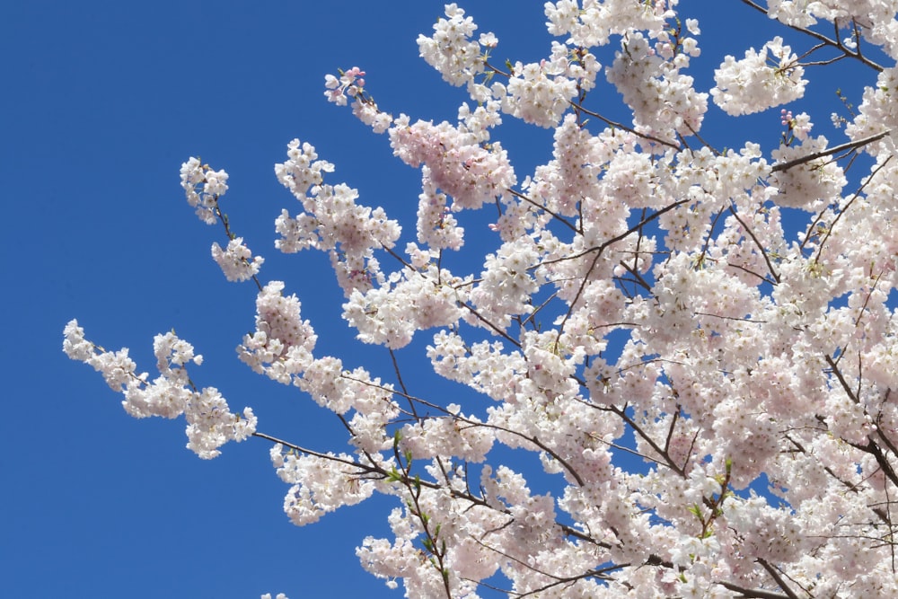 a tree with white flowers and a blue sky in the background