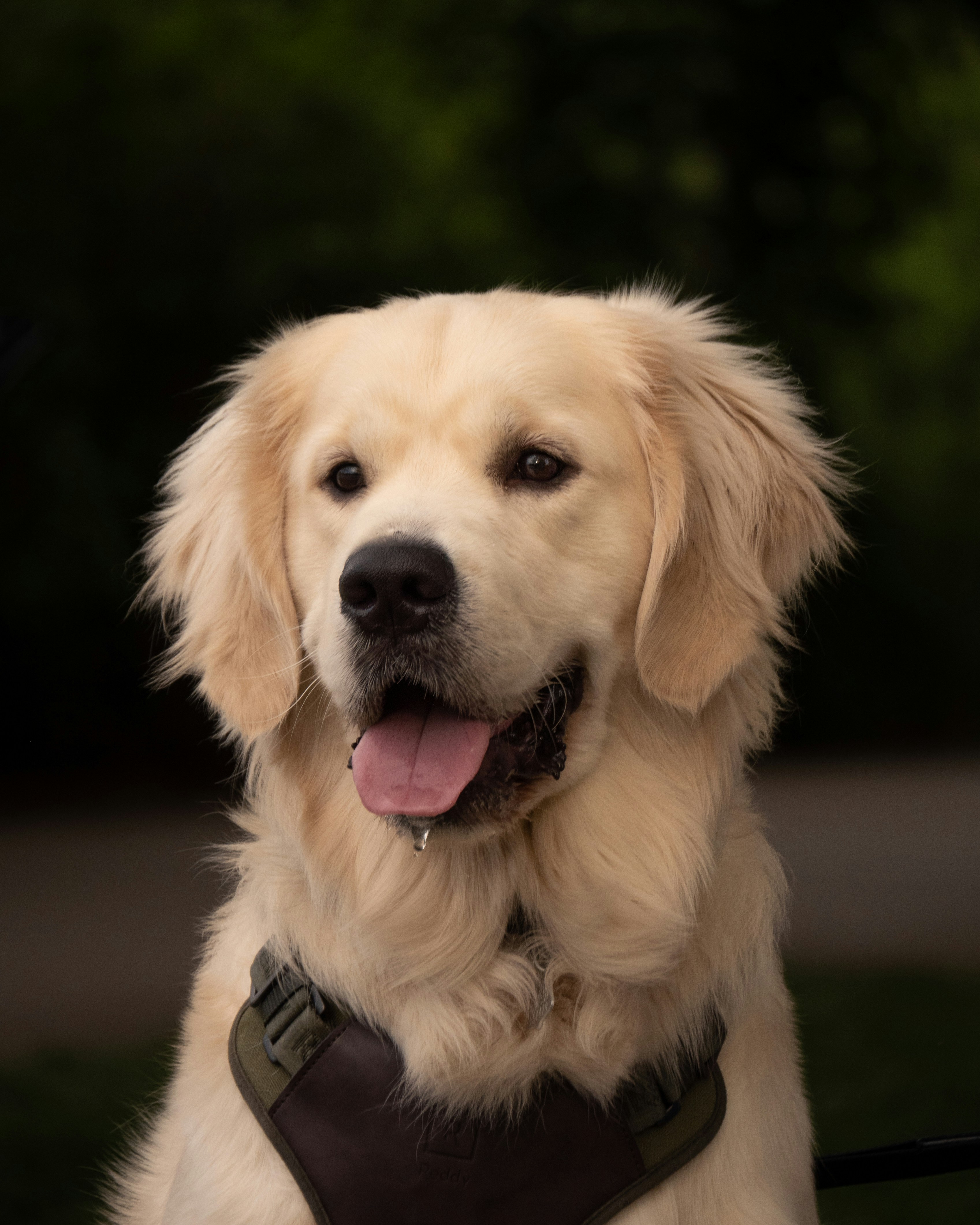 a white dog with a black vest on