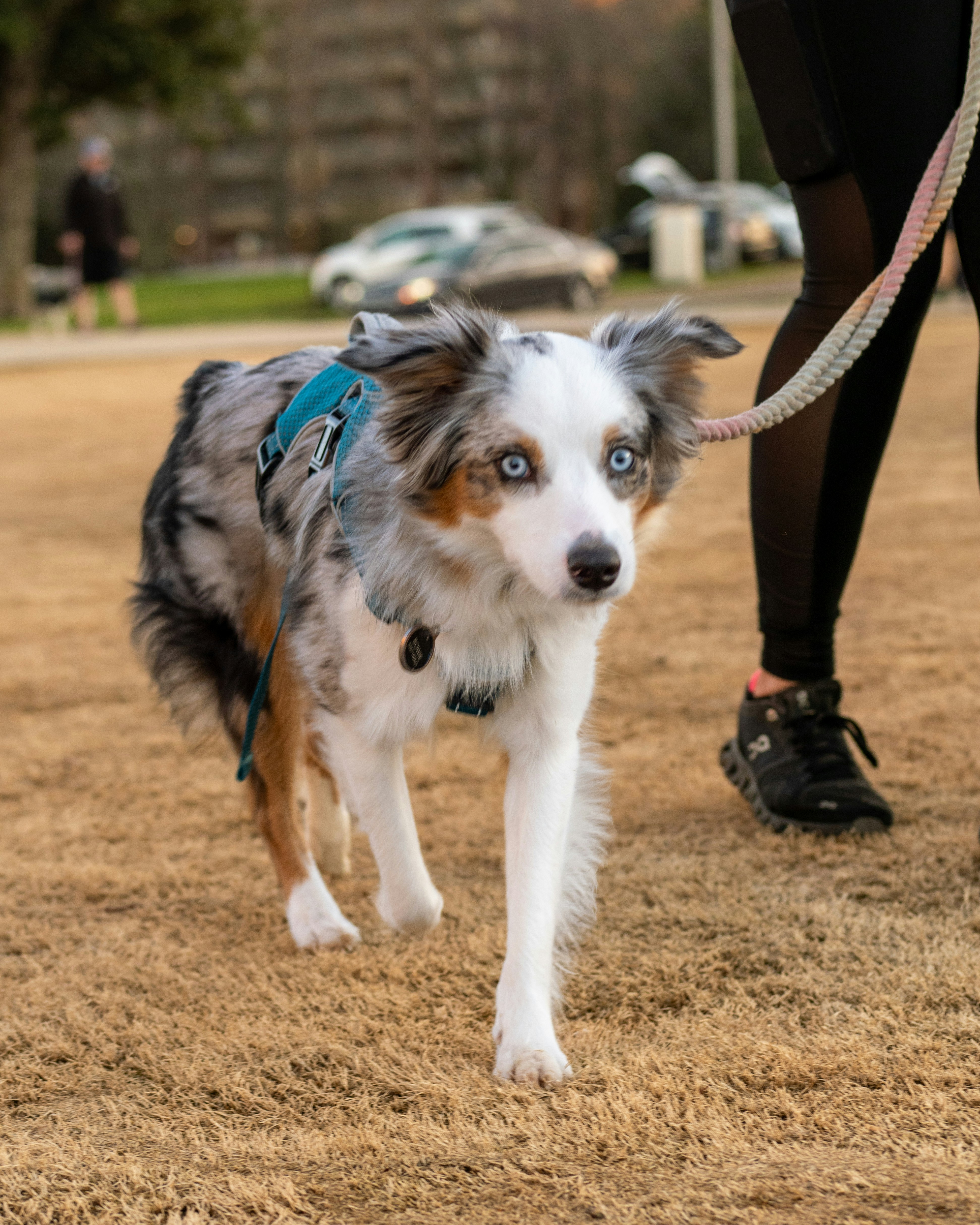 a dog with blue eyes is being walked by a person