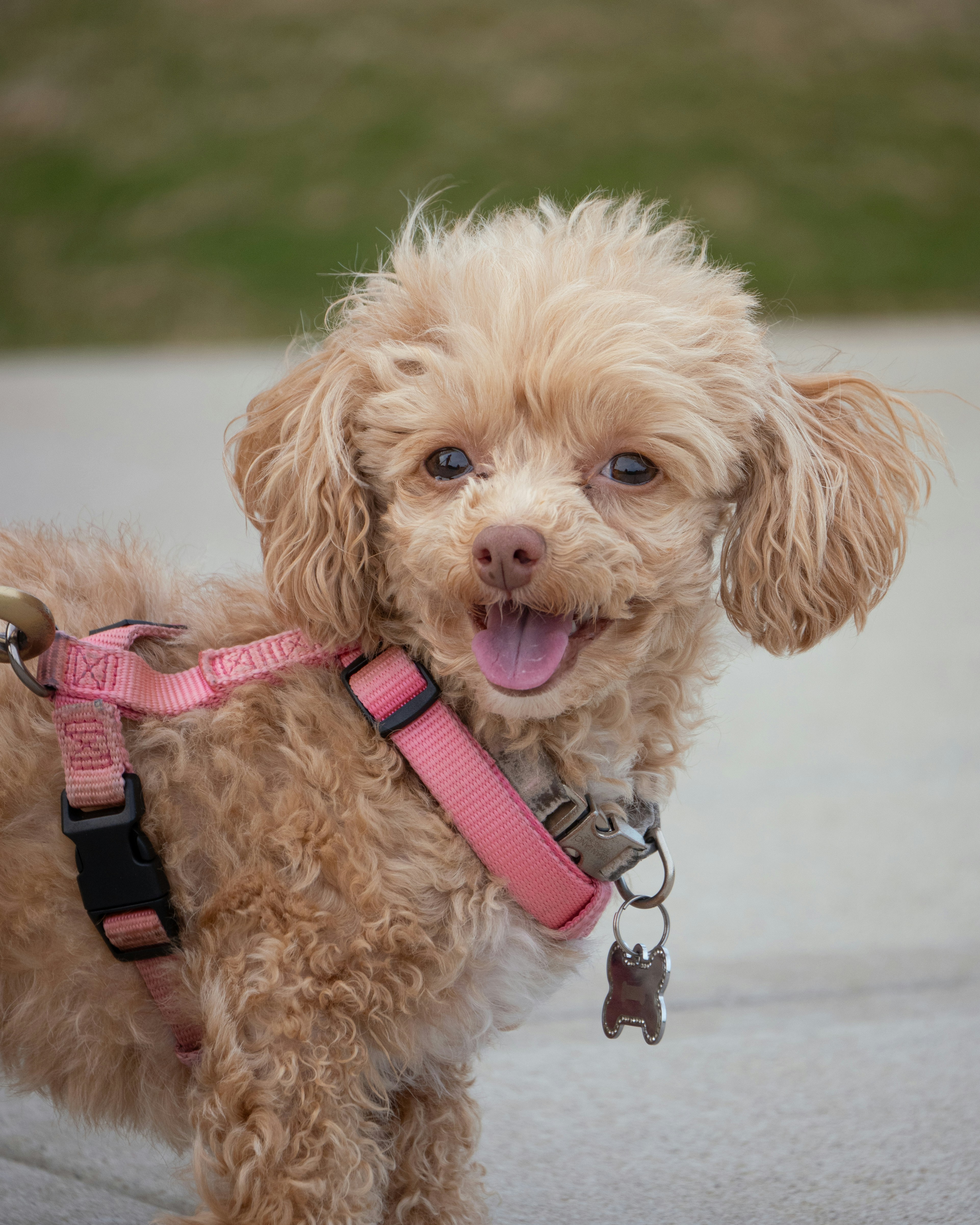 a small dog with a pink leash on