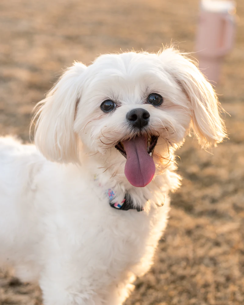A happy dog